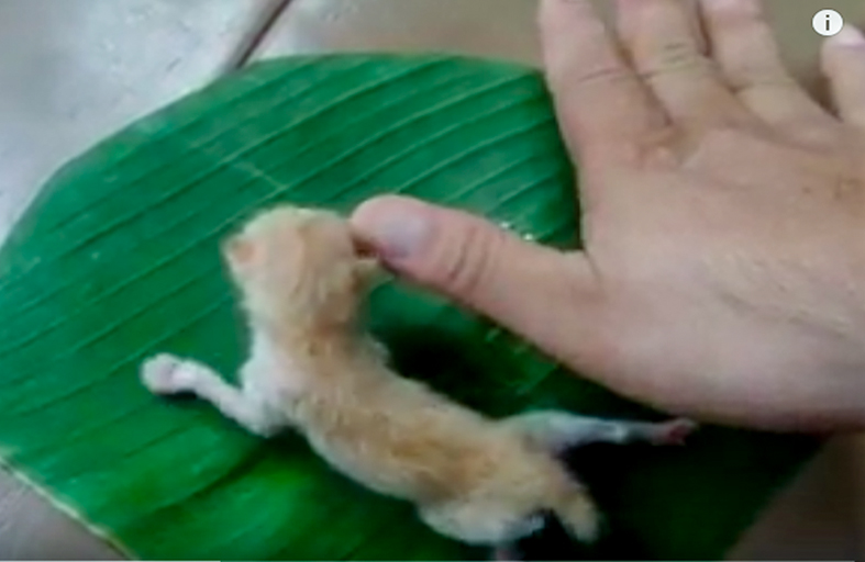 កូនឆ្មាចម្លែក ខ្លួនប៉ុណម្រាមដៃ មានតែ១លើលោក (មានវីដេអូ)